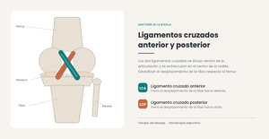 Anatomía y función de los ligamentos cruzados anterior y posterior