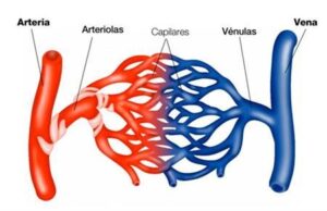 Principales patologías circulatorias
